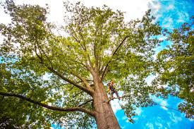 Reliable Smithers, WV Tree Services Solutions